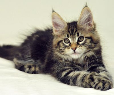 Adorable chaton Maine Coon
