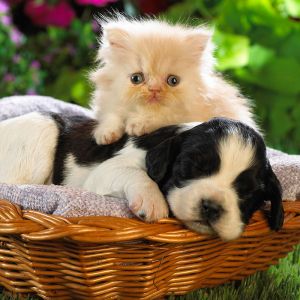 Chiot et Chaton Mignons