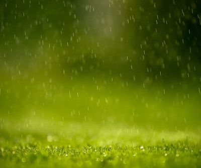 Pluie sur l'Herbe Verte