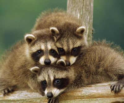 Bébés Ratonneaux Adorables
