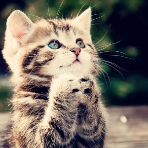 Chaton Mignon aux Yeux Bleus