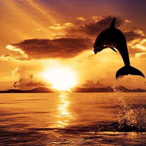 Dauphin Sautant au Coucher de Soleil
