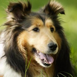 Chien Collie Mignon