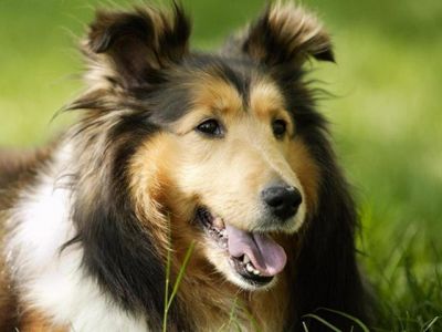 Chien Collie Mignon