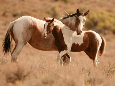 Beaux Chevaux dans la Nature