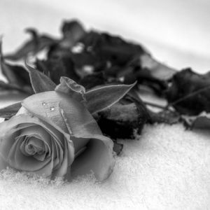 Rose en Noir et Blanc