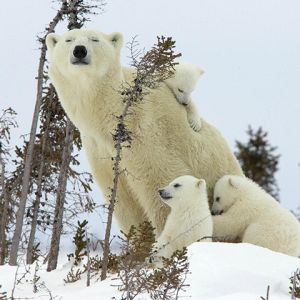 Famille d'Ours Polaires dans la Neige