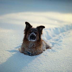 Chien dans la Neige