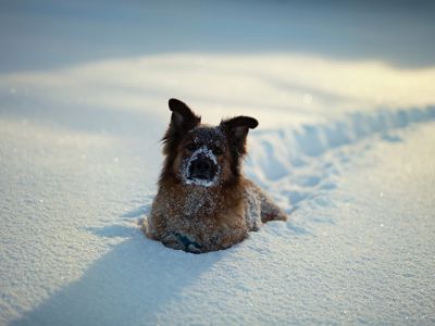 Chien dans la Neige