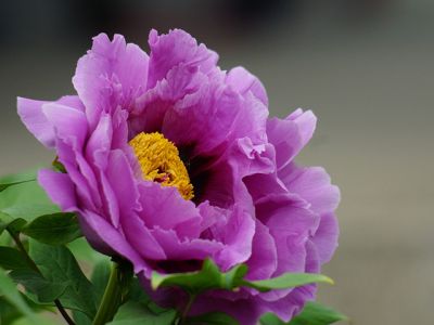 Belle Pivoine Rose