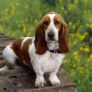 Basset Hound dans la Nature