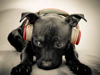 Chien mignon avec écouteurs