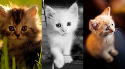 Collection de Chatons Mignons