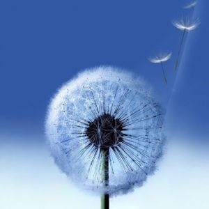 Graines de Pissenlit dans le Vent
