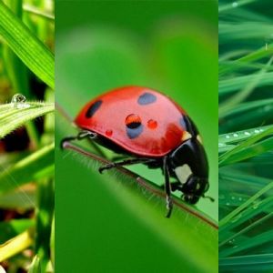 Coccinelle sur Herbe Verte