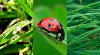 Coccinelle sur Herbe Verte