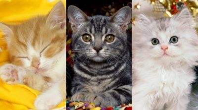 Collection de Chatons Mignons