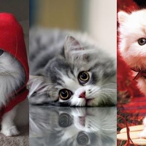 Chats persans mignons