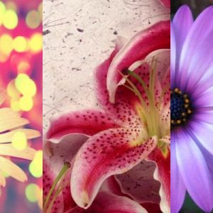 Belle Collection de Fleurs