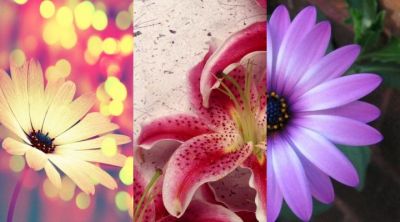 Belle Collection de Fleurs
