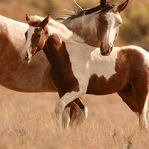 Beaux Chevaux dans la Nature