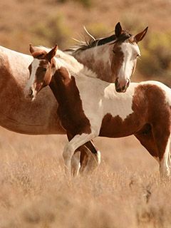 Beaux Chevaux dans la Nature