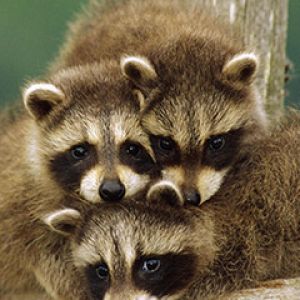 Famille de ratons laveurs mignons