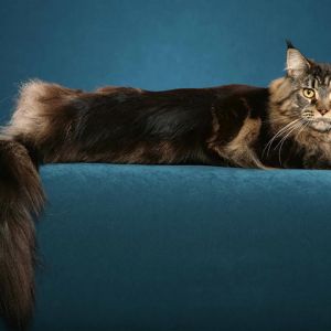 Chat Maine Coon Relaxant