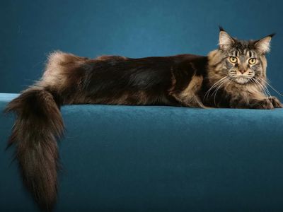 Chat Maine Coon Relaxant