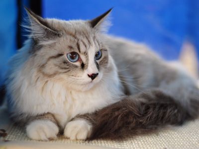 Chat Fluffy aux Yeux Bleus