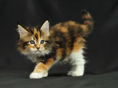 Mignon Chaton Calico