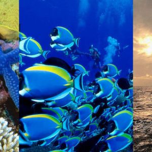 Vie Marine Sous-Marine