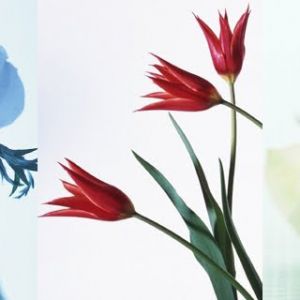Belle Composition Florale