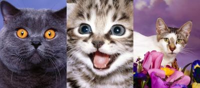 Collection de Chats Mignons