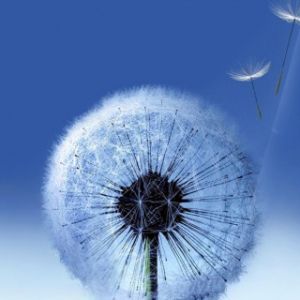 Pissenlit dans le Ciel Bleu