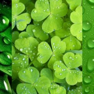 Nature Verte avec Gouttes d'Eau
