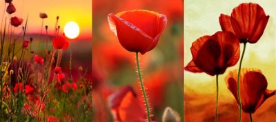 Pavots Rouges Vifs