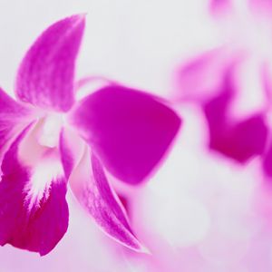 Belle orchidée rose