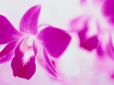 Belle orchidée rose