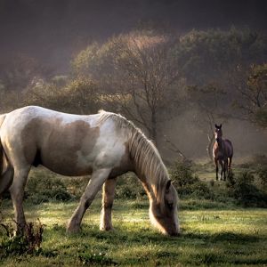 Chevaux Majestueux dans la Nature