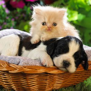 Chiot et Chaton Ensemble