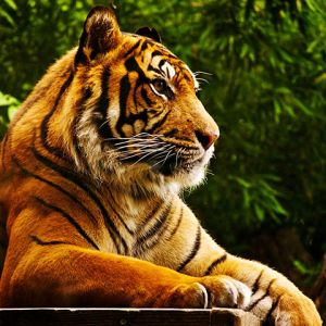 Tigre Majestueux dans la Nature