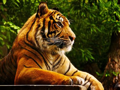 Tigre Majestueux dans la Nature