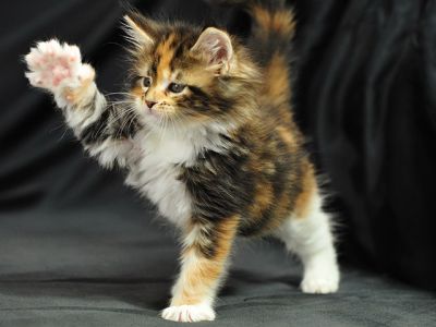 Chaton Calico Joueur