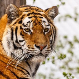 Tigre Majestueux en Gros Plan