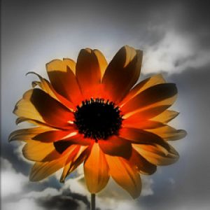 Fleur Vibrante au Coucher de Soleil