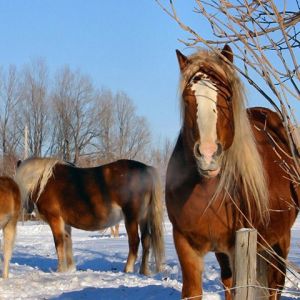 Chevaux majestueux dans la neige