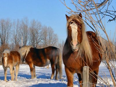Chevaux majestueux dans la neige