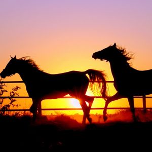 Silhouettes de Chevaux au Coucher de Soleil