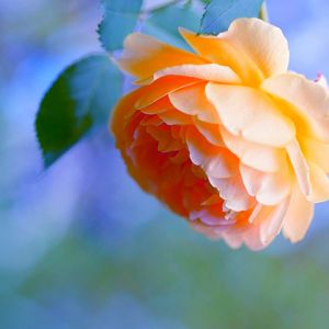 Belle Rose Orange